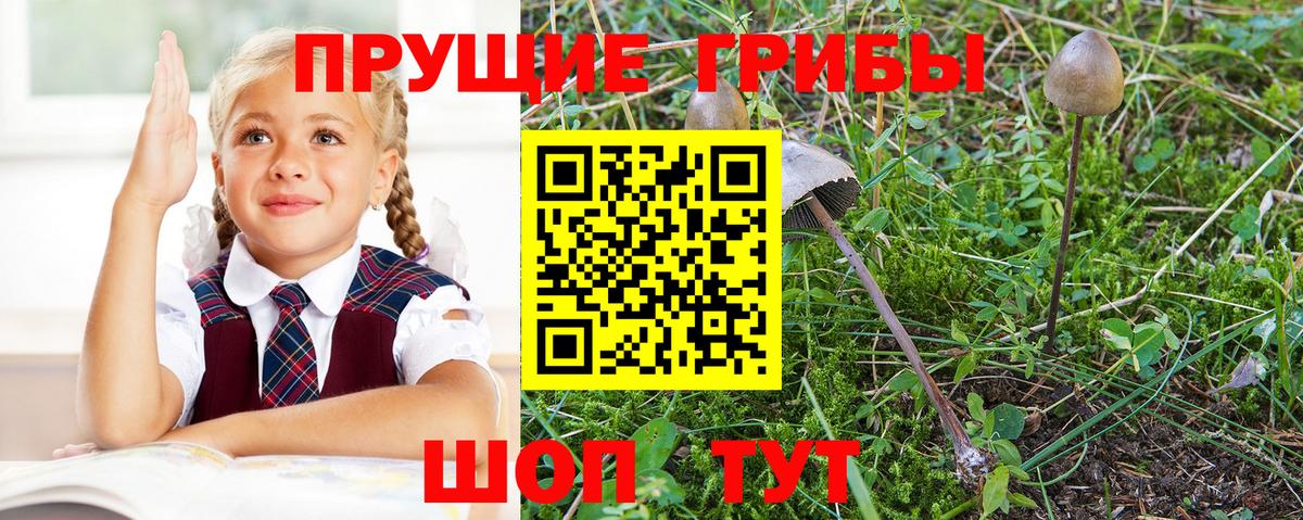 Псилоцибиновые грибы GOLDEN TEACHER Великий Новгород