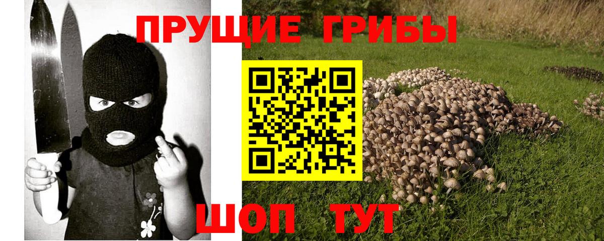 где продают наркотики  Великий Новгород  Галлюциногенные грибы Psilocybe 